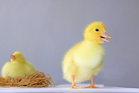 关闭的黄色的小鸭子照片