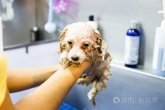 可爱的贵宾犬小狗在美容梳洗洗澡照片-正版商用图片0ebdam-摄图新视界