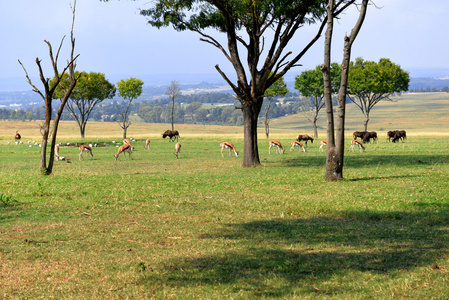 黑斑羚 羚羊 国家公园南非