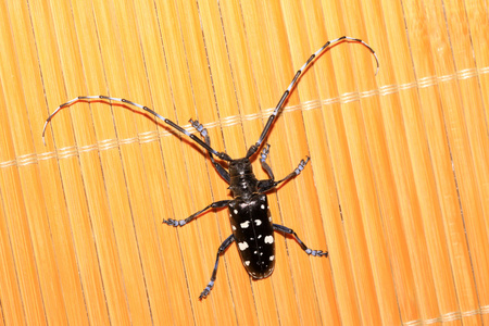 日本星天牛チョロギ橙色若虫蝈蝈, conocephalusysp, 螽斯科