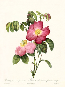 Rosa gallica 只景天复古插画