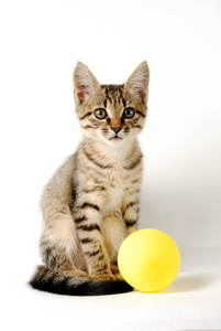 可爱的虎斑小猫与黄球的白色背景上的肖像