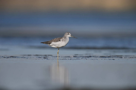 Greenshank 看摄影师