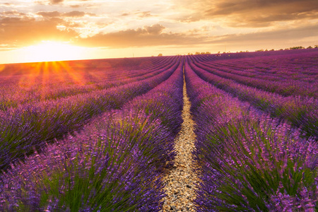 在 Valensole，法国的薰衣草田