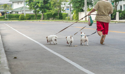 健身 运动 慢跑路上在村子里的人狗