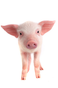 猪国内国内的小猪照片