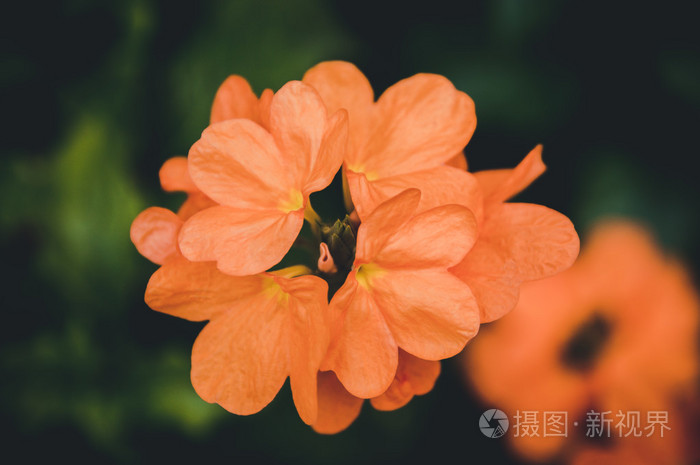 非常漂亮鲜艳的橙色花朵在宏