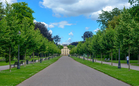 林荫大道通向远处的建筑物照片