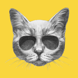 猫带着太阳眼镜的肖像