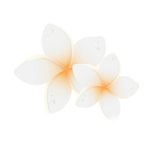 矢量图的两个鸡蛋花的白花