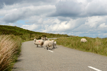 爱尔兰在马路上羊
