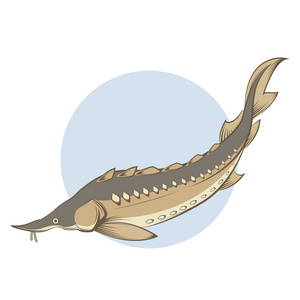 派克鱼子酱棕色线鲟鱼照片