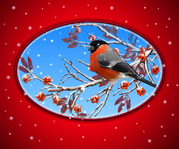 圣诞贺卡。两个明亮红腹灰雀鸟坐在一根树枝，下雪了，红色的浆果