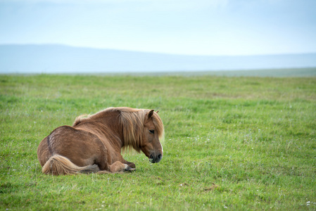 马在草地上铺设的冰岛