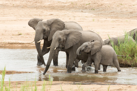 饮一江水南非三个非洲大象图片