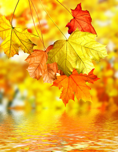 秋天的树叶。金色的秋天