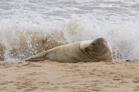 在海滩上放松灰海豹