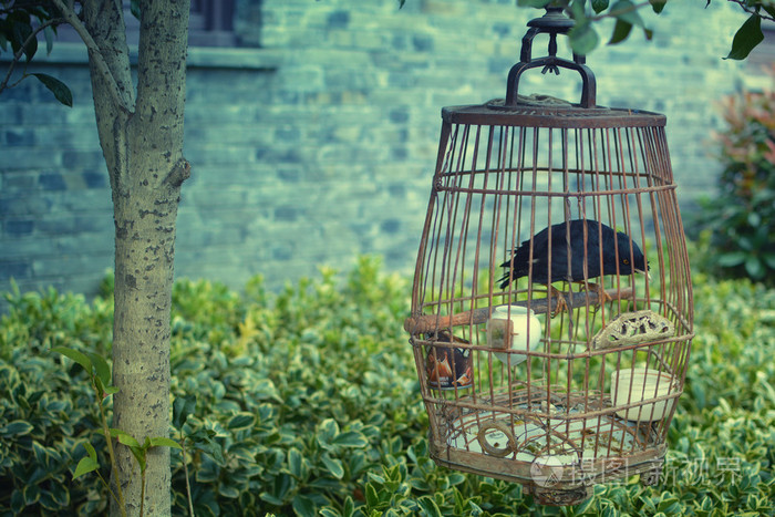 鸟在树底下的笼子里举行