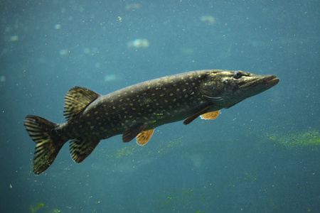 白斑狗鱼和渔业在挪威淡水北派克鱼知道在人类手中的狗鱼卢修斯.