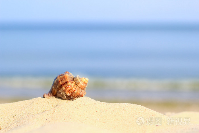 沙滩上的海螺壳