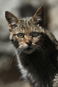 欧洲野猫肖像图片