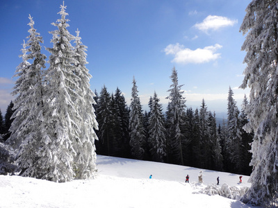 雪树之间的滑雪赛道