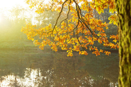 落叶湖傍晚,太阳光在湖和秋天的落叶照片