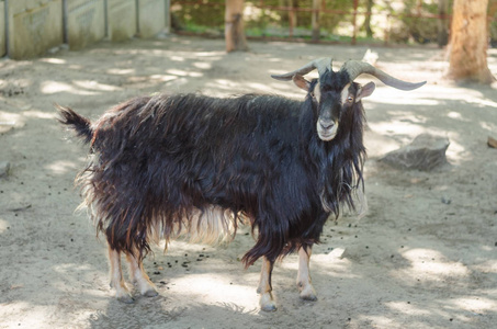 黑色毛角的山羊在动物园照片