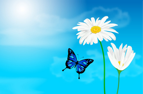 雏菊花和蝴蝶蓝天的衬托