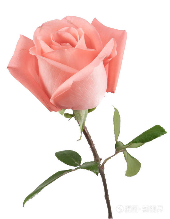 对顶粉红色的玫瑰