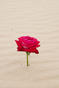 美丽的红玫瑰，在沙漠的沙子