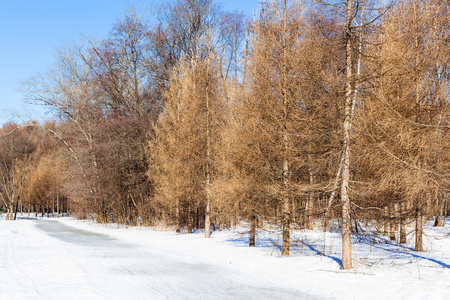 冬季沿裸落叶松树的冰冻小径图片