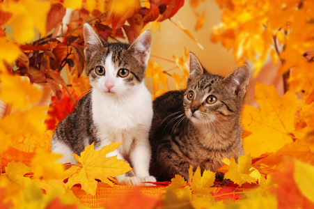 两只猫在秋季装修图片