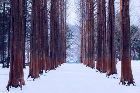 在韩国，冬天松树行纳米岛