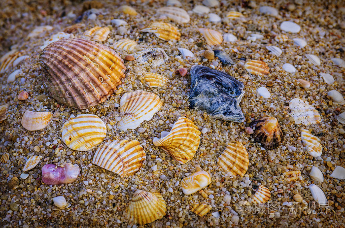 很多五颜六色的贝壳