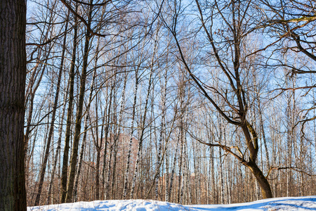 城市公园雪山上光秃秃的树木图片