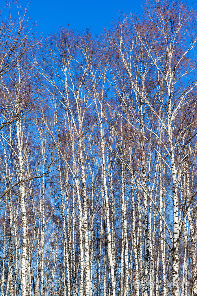 光秃秃的白桦树和蓝天