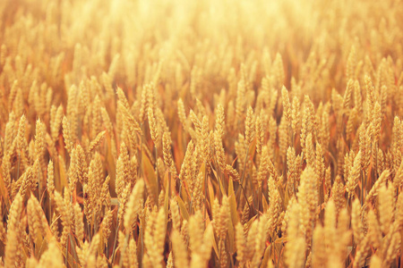 金色领域的小麦年轻女子在粮食领域有着愉快的时光田里的大麦大麦在人