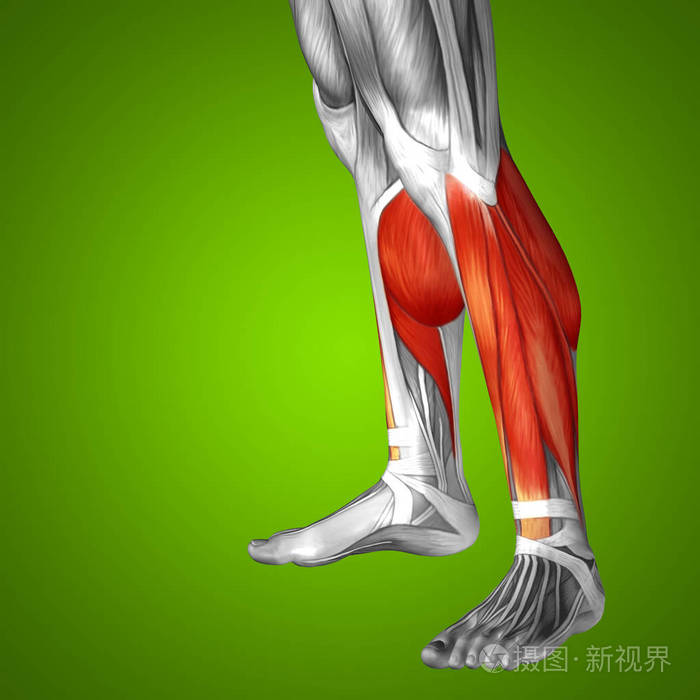 人类的下腿解剖