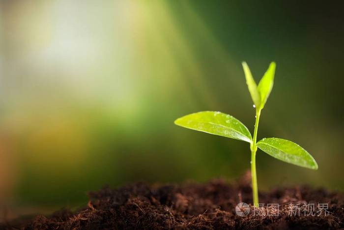 绿色的植物在土壤中