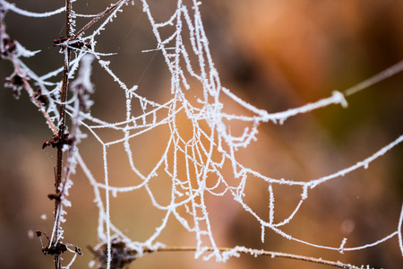 冷冻的植物和叶子蜘蛛网和秋天末尾的详细资料