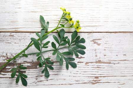 Rue 草本植物。立陶宛的传统植物