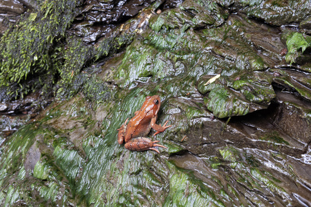 橙色的青蛙坐在岩石绿色。Bieszczady，波兰cir