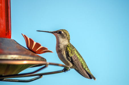 红宝石throated 蜂鸟