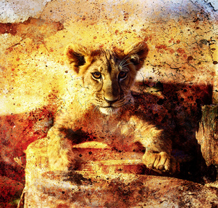 狮子幼崽照片和绘画抽象拼贴。 接触眼睛