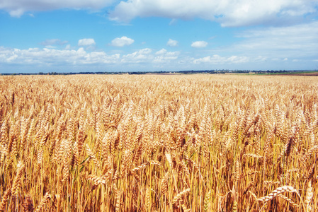 蓝蓝的天空，金色的田野的小麦