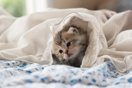 在毯子里的可爱小猫图片