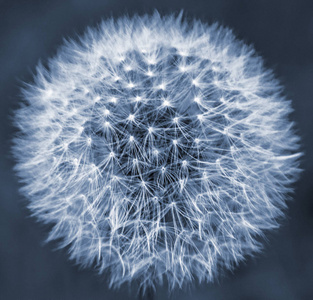 时钟的一部分大蒲公英降落伞的一部分的天空,在天空中飞翔照片