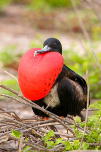男性宏伟只军舰用充气的喉囊上北 se大 frigatebird
