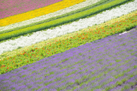 五颜六色的花床在花园里，北海道富良野市